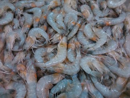 活力白蝦 60/70規格(蝦子形體中)250g/盒 有15-16隻